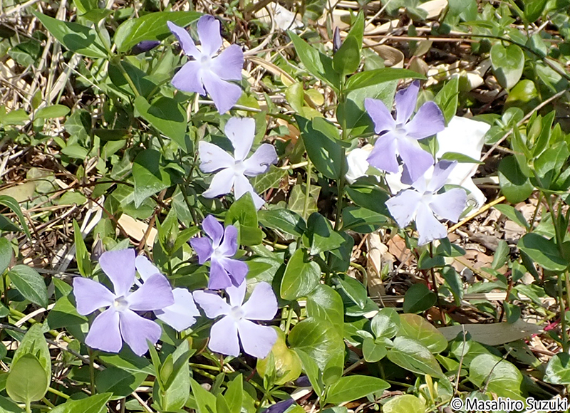 ツルニチニチソウ Vinca major