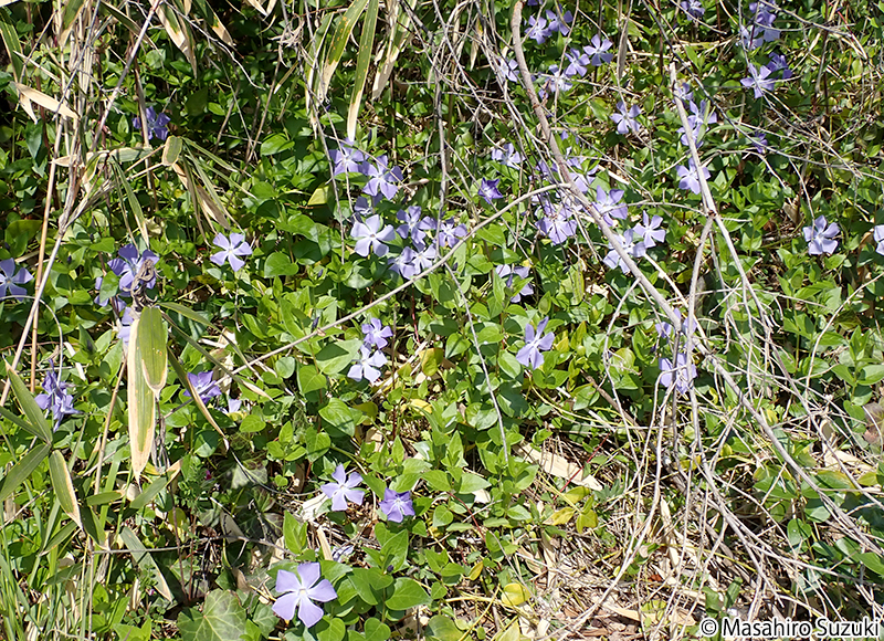 ツルニチニチソウ Vinca major