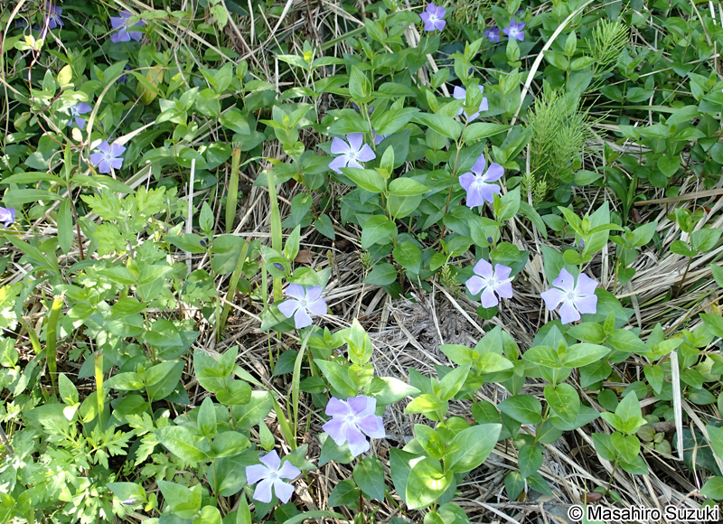 ツルニチニチソウ Vinca major