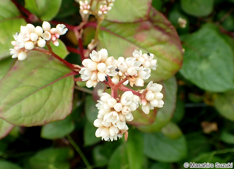 ツルソバ Persicaria chinensis