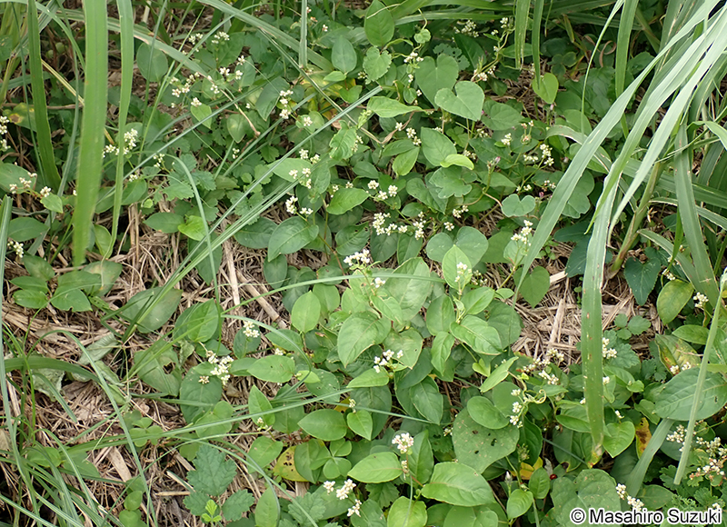 ツルソバ Persicaria chinensis