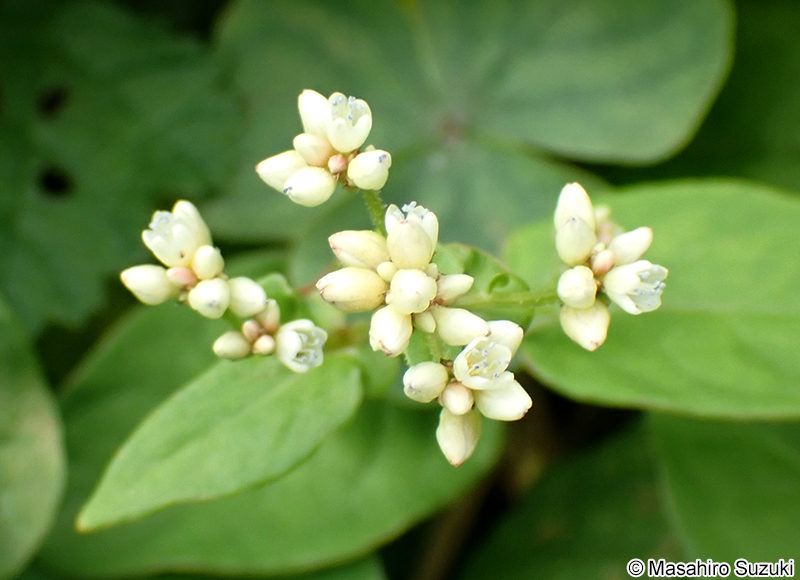 ツルソバ Persicaria chinensis
