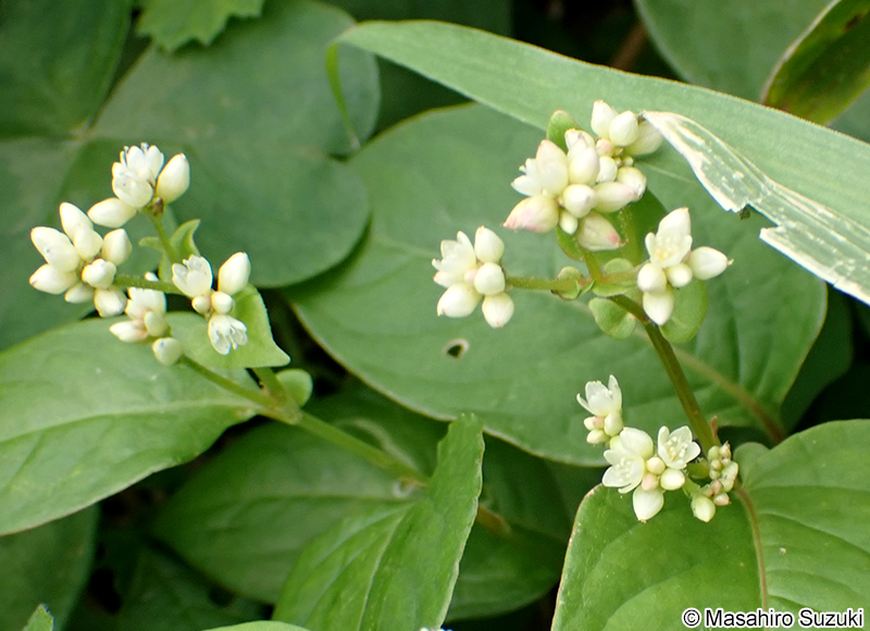 ツルソバ Persicaria chinensis