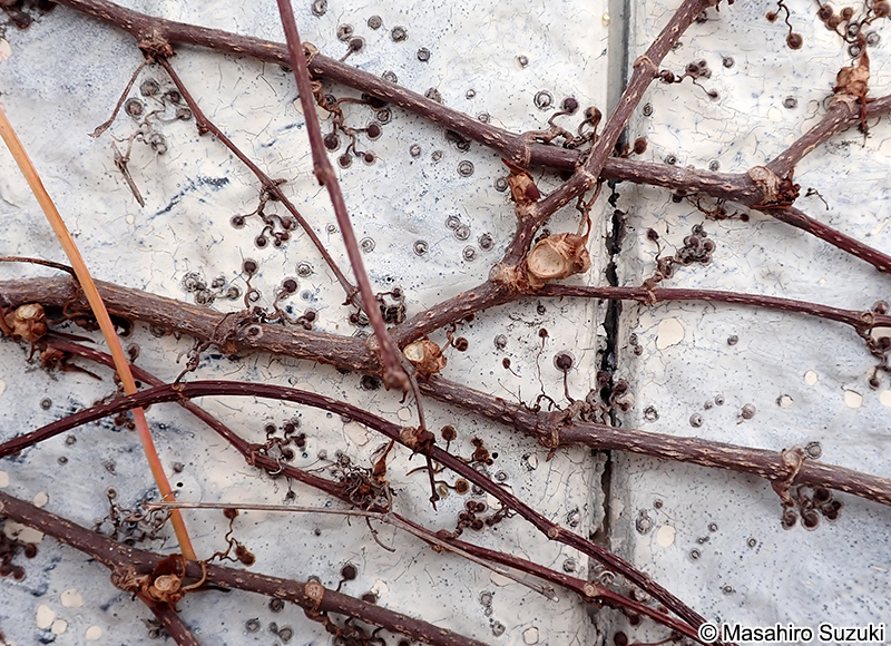 ツタの付着根