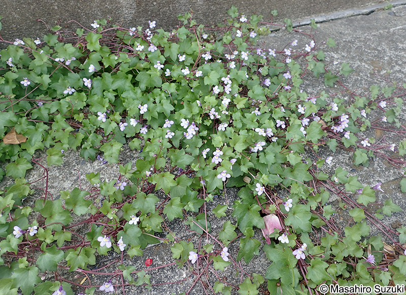 ツタバウンラン Cymbalaria muralis