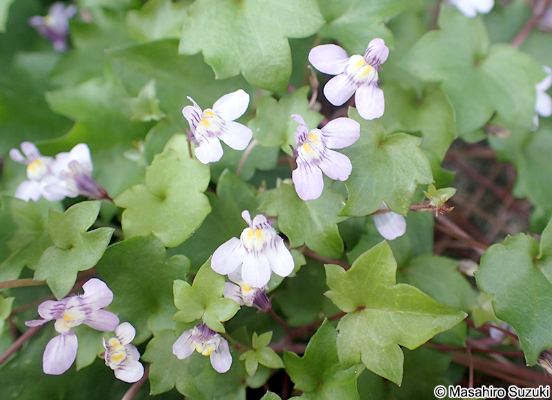ツタバウンラン Cymbalaria muralis