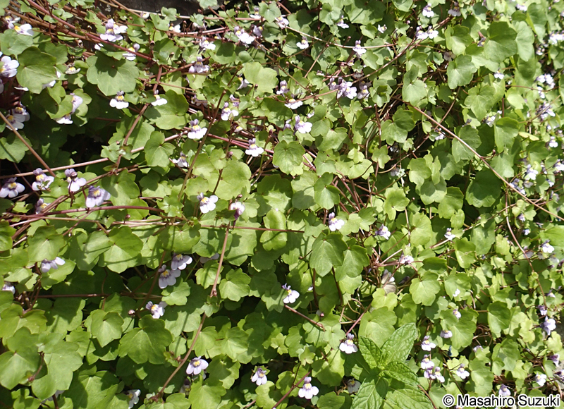ツタバウンラン Cymbalaria muralis