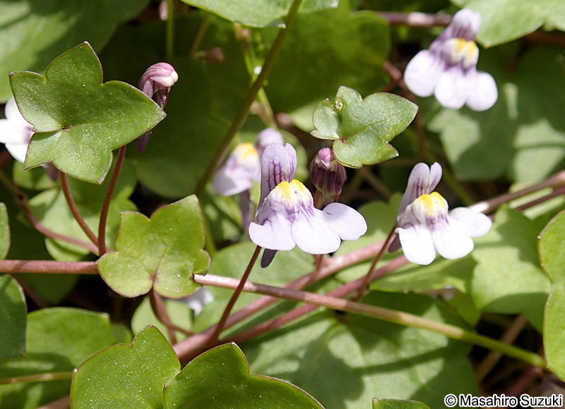 ツタバウンラン Cymbalaria muralis