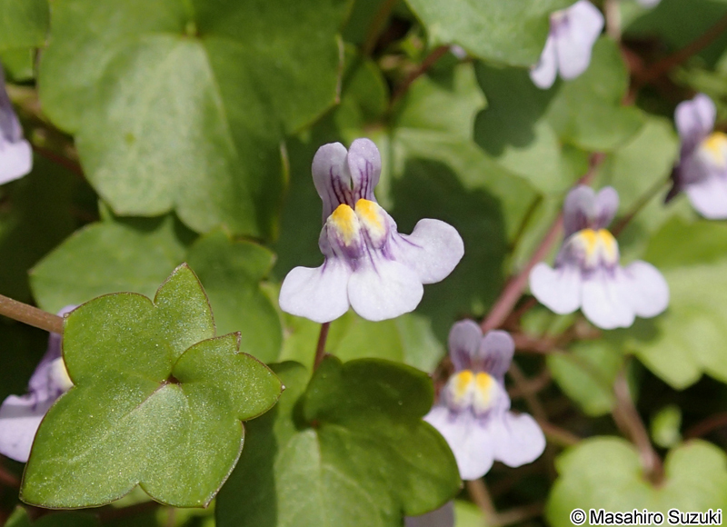 ツタバウンラン Cymbalaria muralis