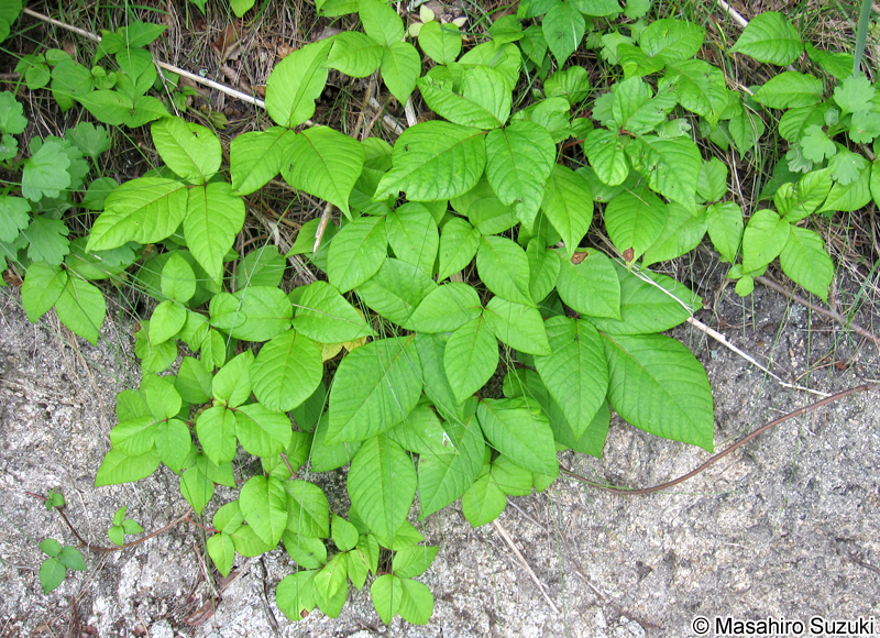 ツタウルシ Toxicodendron orientale