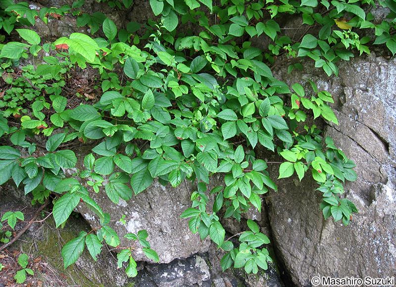 ツタウルシ Toxicodendron orientale