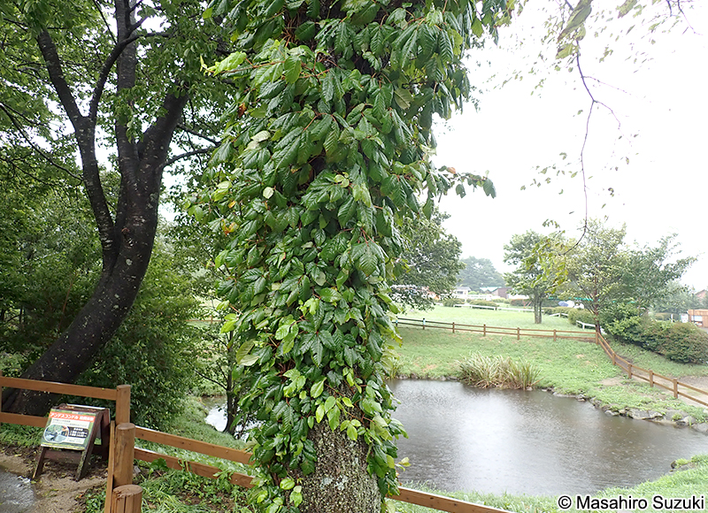 ツタウルシ Toxicodendron orientale