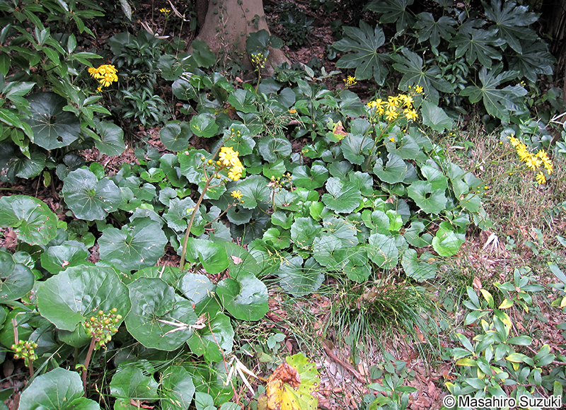 ツワブキ Farfugium japonicum