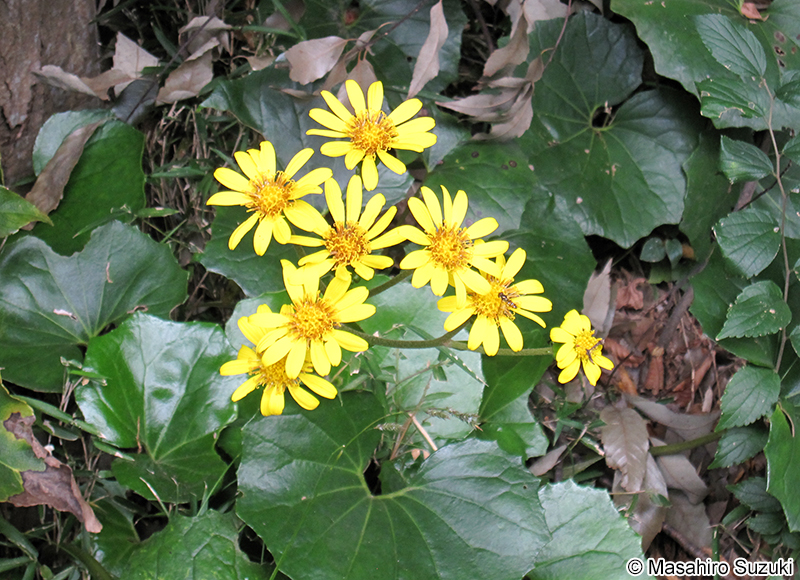 ツワブキ Farfugium japonicum