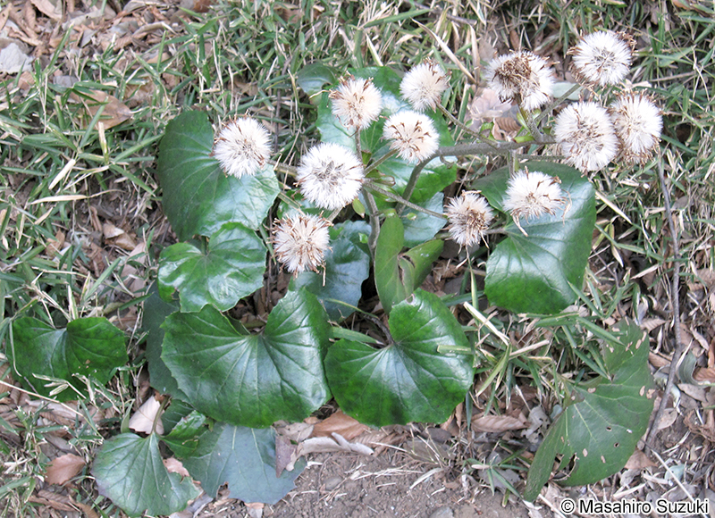 ツワブキ Farfugium japonicum