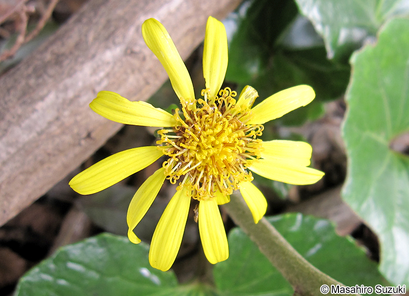 ツワブキ Farfugium japonicum
