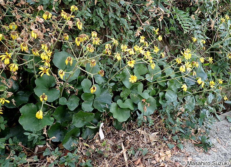 ツワブキ Farfugium japonicum