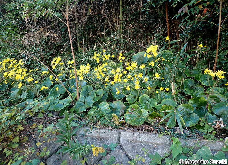 ツワブキ Farfugium japonicum
