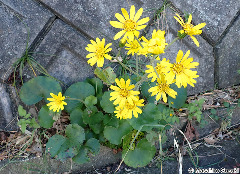 ツワブキ Farfugium japonicum