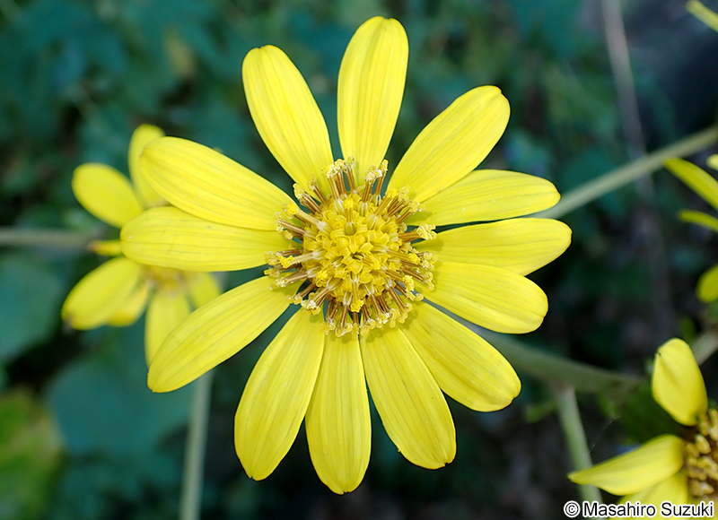 ツワブキ Farfugium japonicum