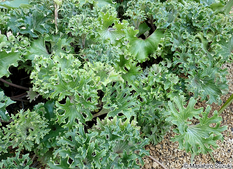 福寿牡丹 Farfugium japonicum 'Fukujubotan'