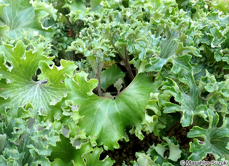 福寿牡丹 Farfugium japonicum 'Fukujubotan'
