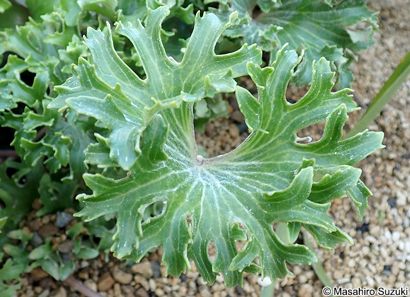 福寿牡丹 Farfugium japonicum 'Fukujubotan'