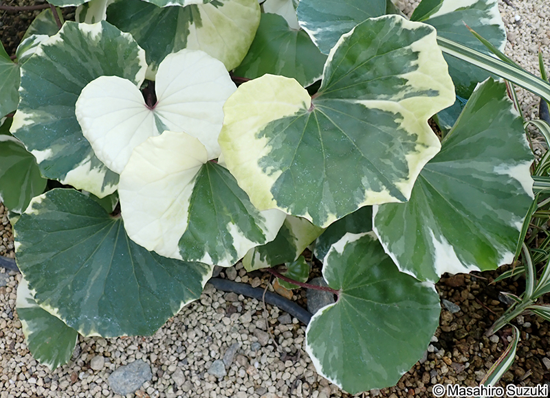 浮雲錦 Farfugium japonicum 'Argenteum'