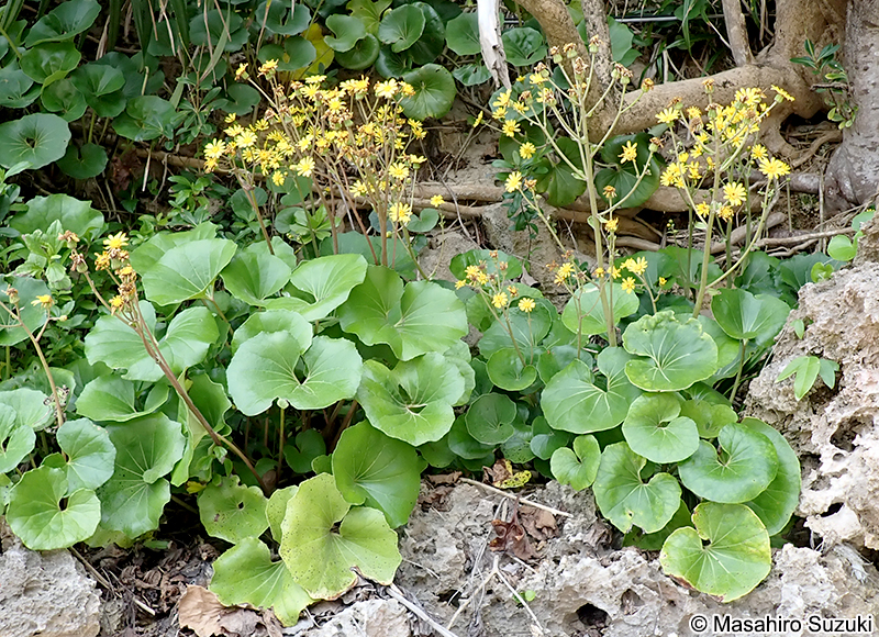 ツワブキ Farfugium japonicum