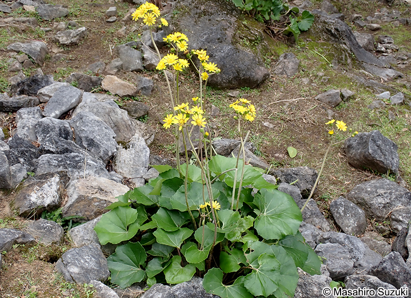 ツワブキ Farfugium japonicum