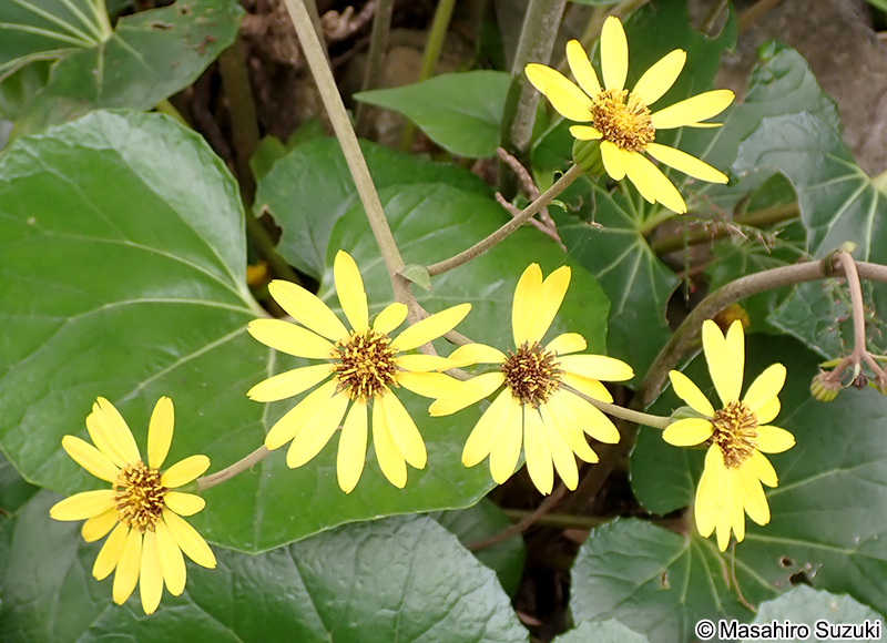 ツワブキ Farfugium japonicum