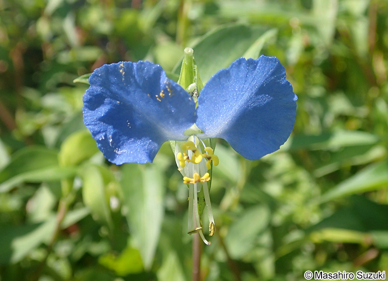 ツユクサ Commelina communis