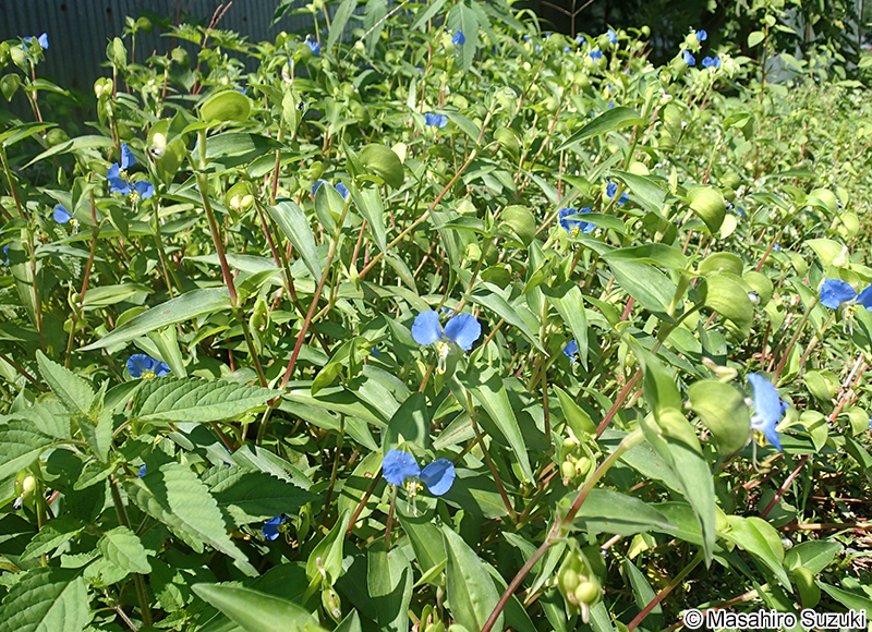 ツユクサ Commelina communis