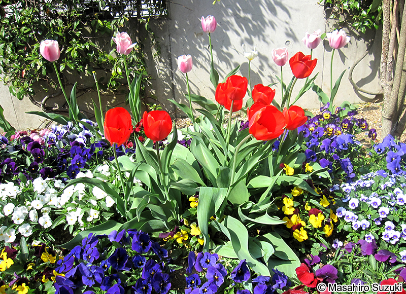 チューリップ Tulipa gesneriana