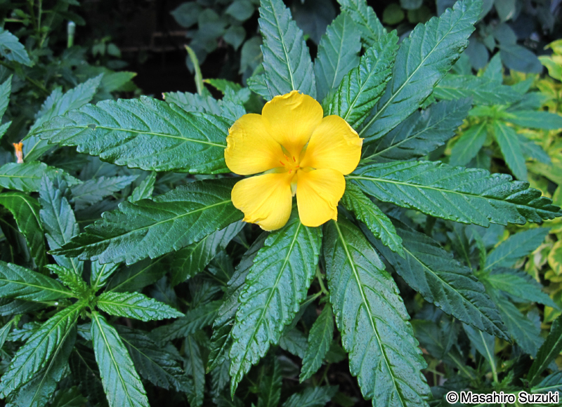 キバナツルネラ Turnera ulmifolia