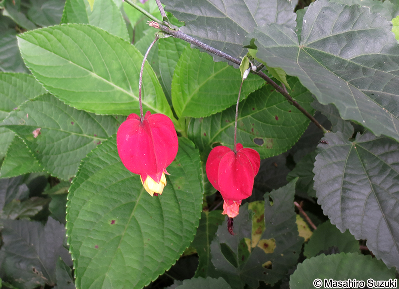チロリアンランプ（アブチロン） Abutilon megapotamicum
