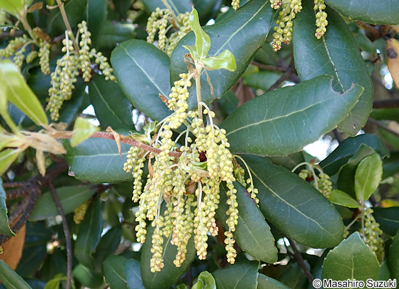 ウバメガシ Quercus phillyreoides
