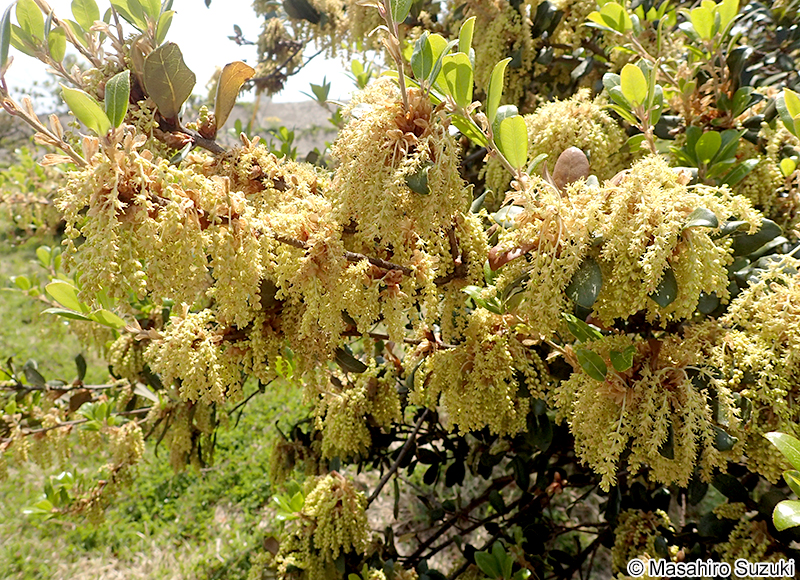 ウバメガシ Quercus phillyreoides