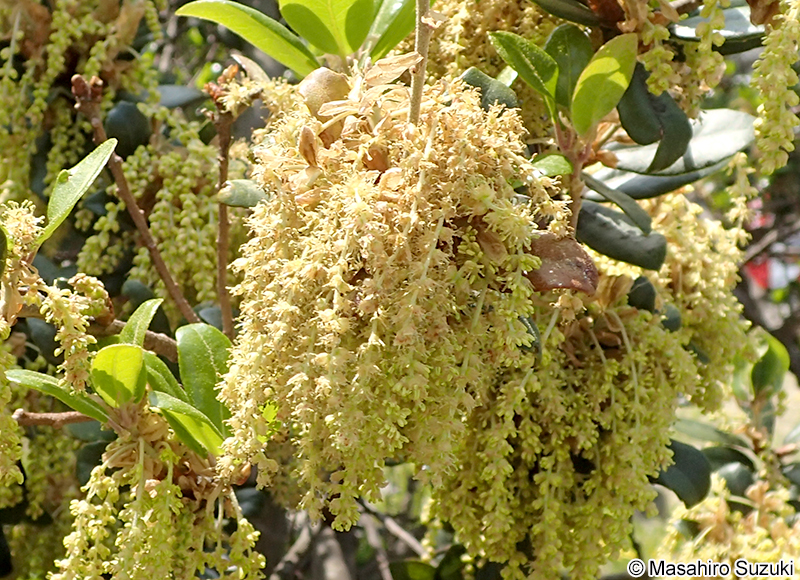 ウバメガシ Quercus phillyreoides