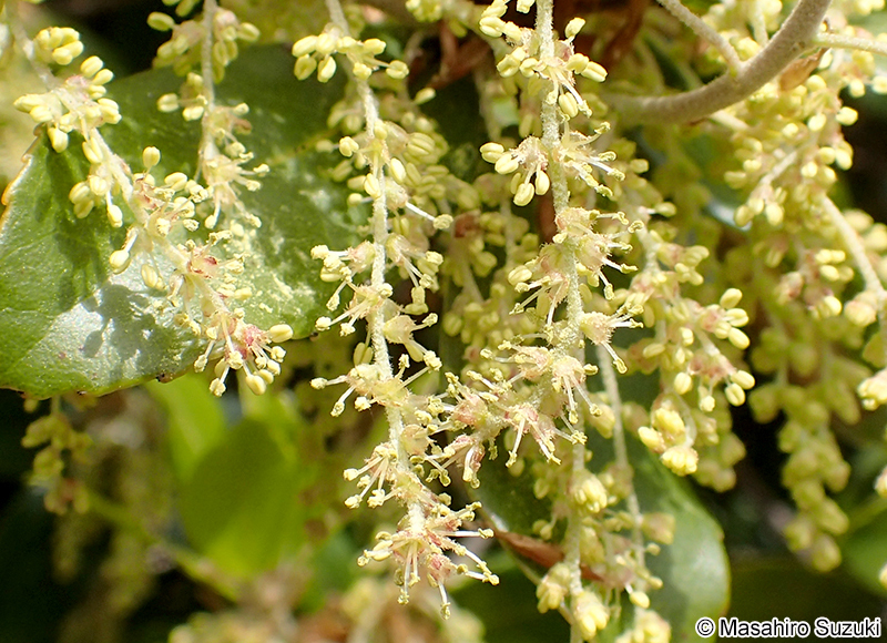 ウバメガシ Quercus phillyreoides