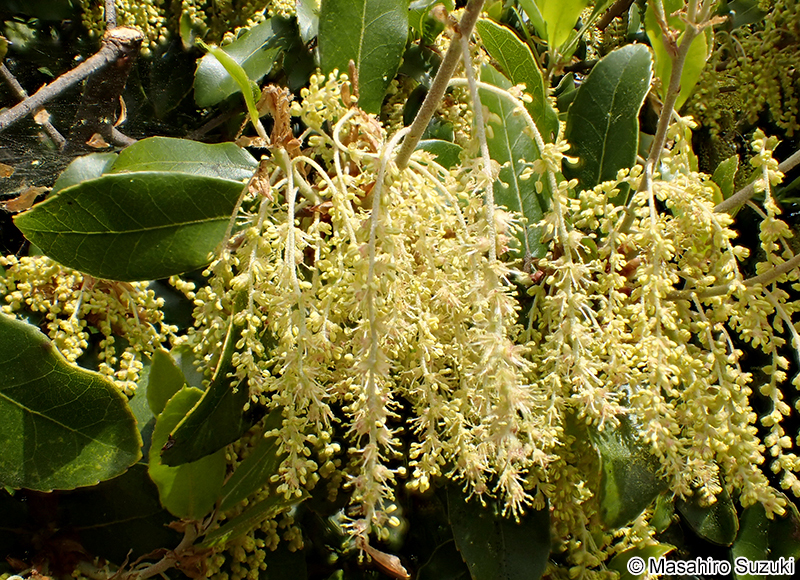 ウバメガシ Quercus phillyreoides