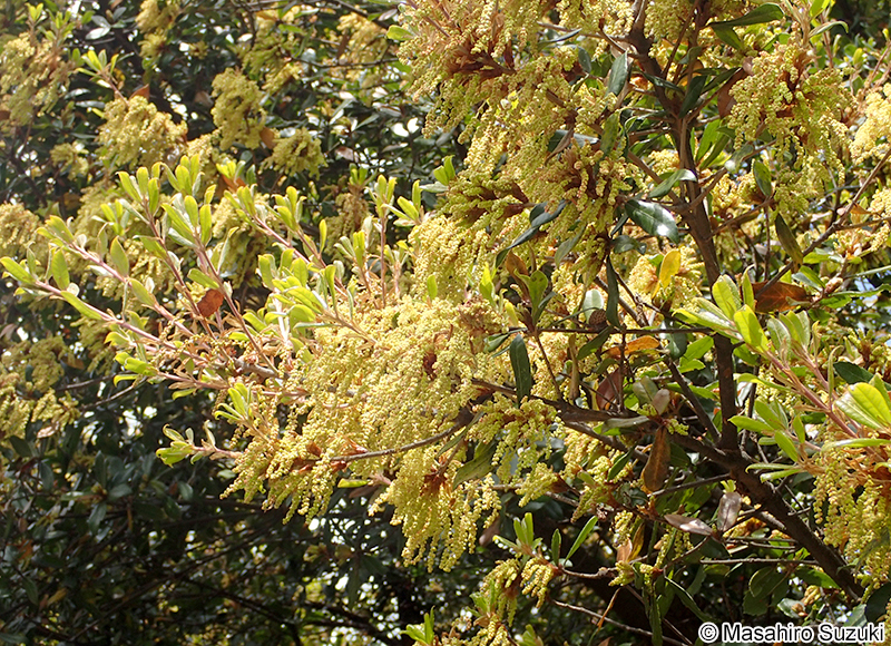 ウバメガシ Quercus phillyreoides