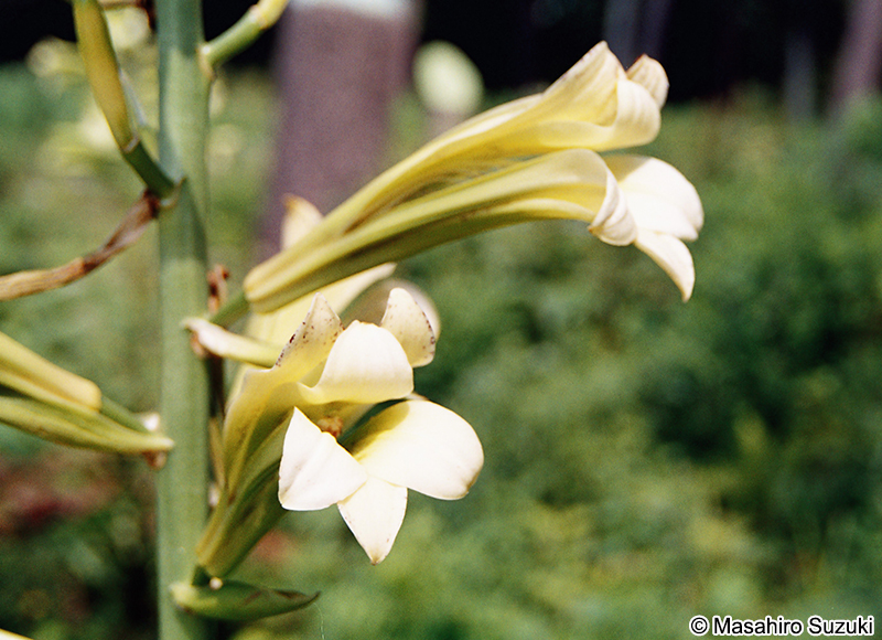 ウバユリ Cardiocrinum cordatum