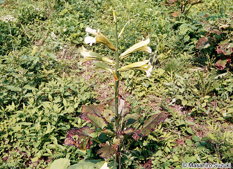 ウバユリ Cardiocrinum cordatum