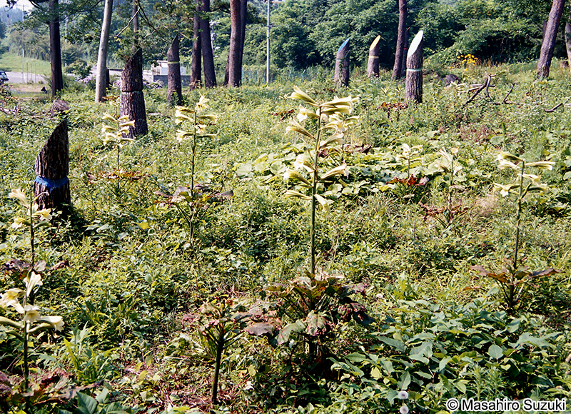 ウバユリ Cardiocrinum cordatum