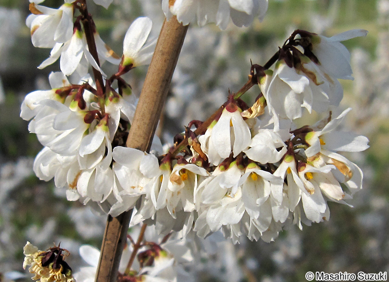 ウチワノキ Abeliophyllum distichum