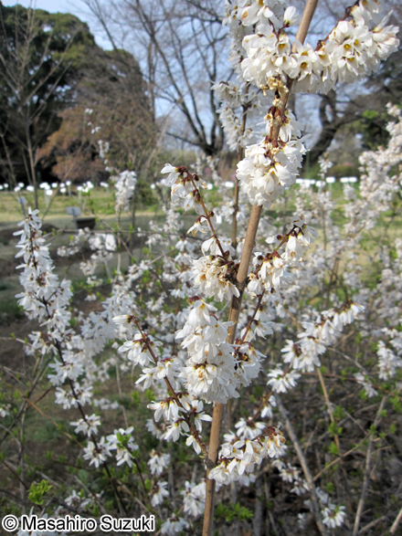 ウチワノキ Abeliophyllum distichum