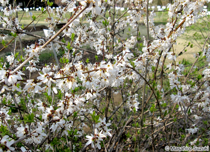 ウチワノキ Abeliophyllum distichum