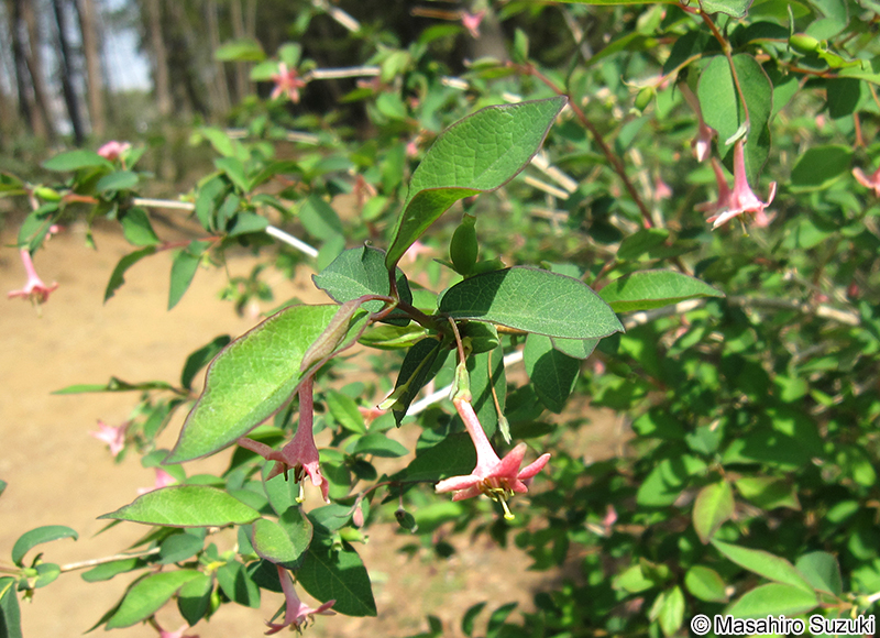 ウグイスカグラ Lonicera gracilipes var. glabra