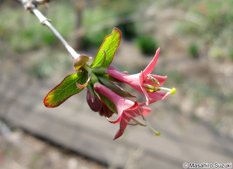 ウグイスカグラ Lonicera gracilipes var. glabra